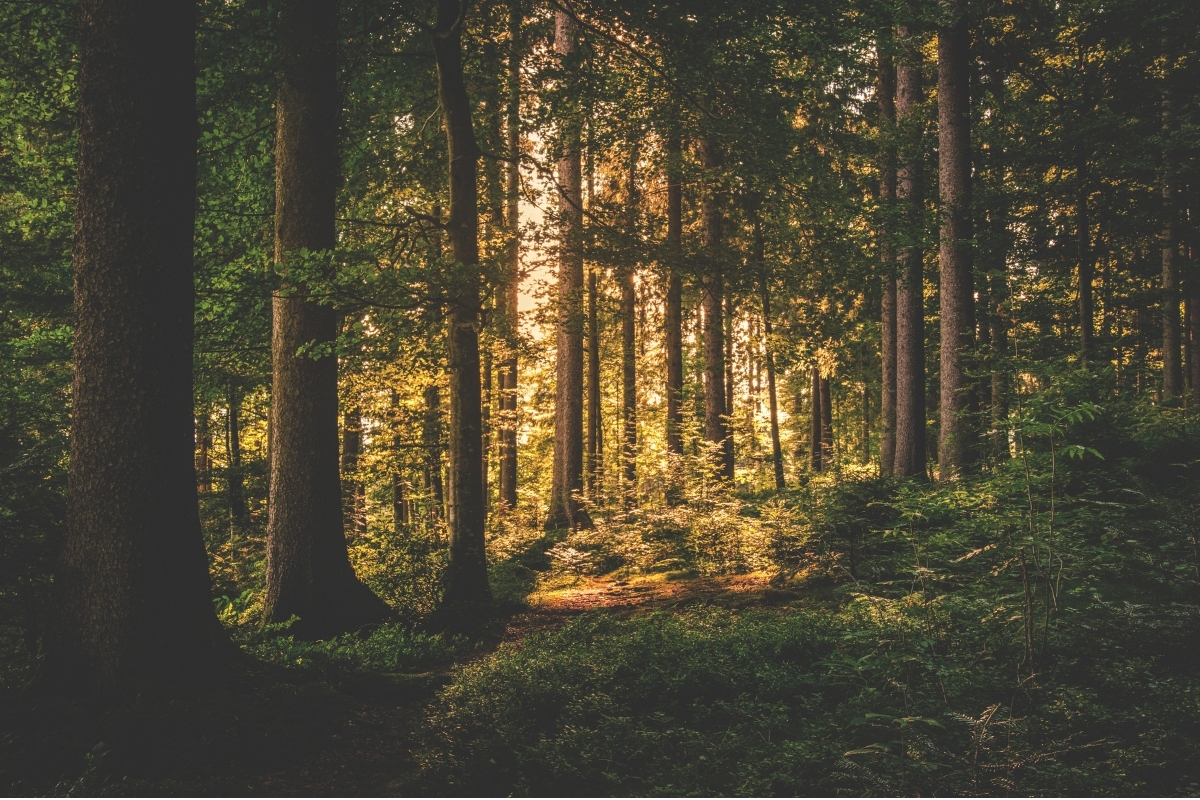 La forêt de Brocéliande sous une lumière dorée rasante