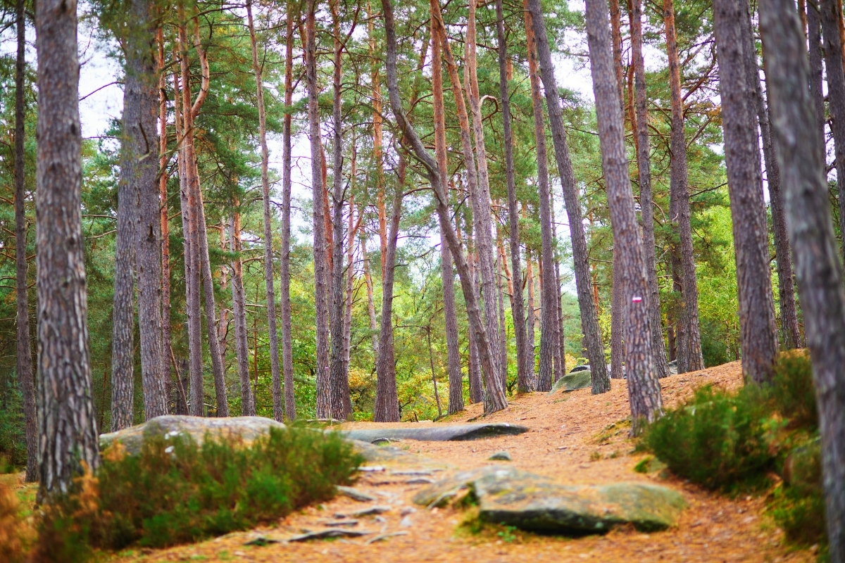 Chemin dans la forêt de Fontainebleau