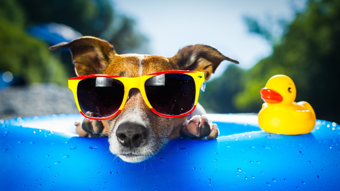 Voyager en van avec son chien : comment le protéger de la chaleur ?